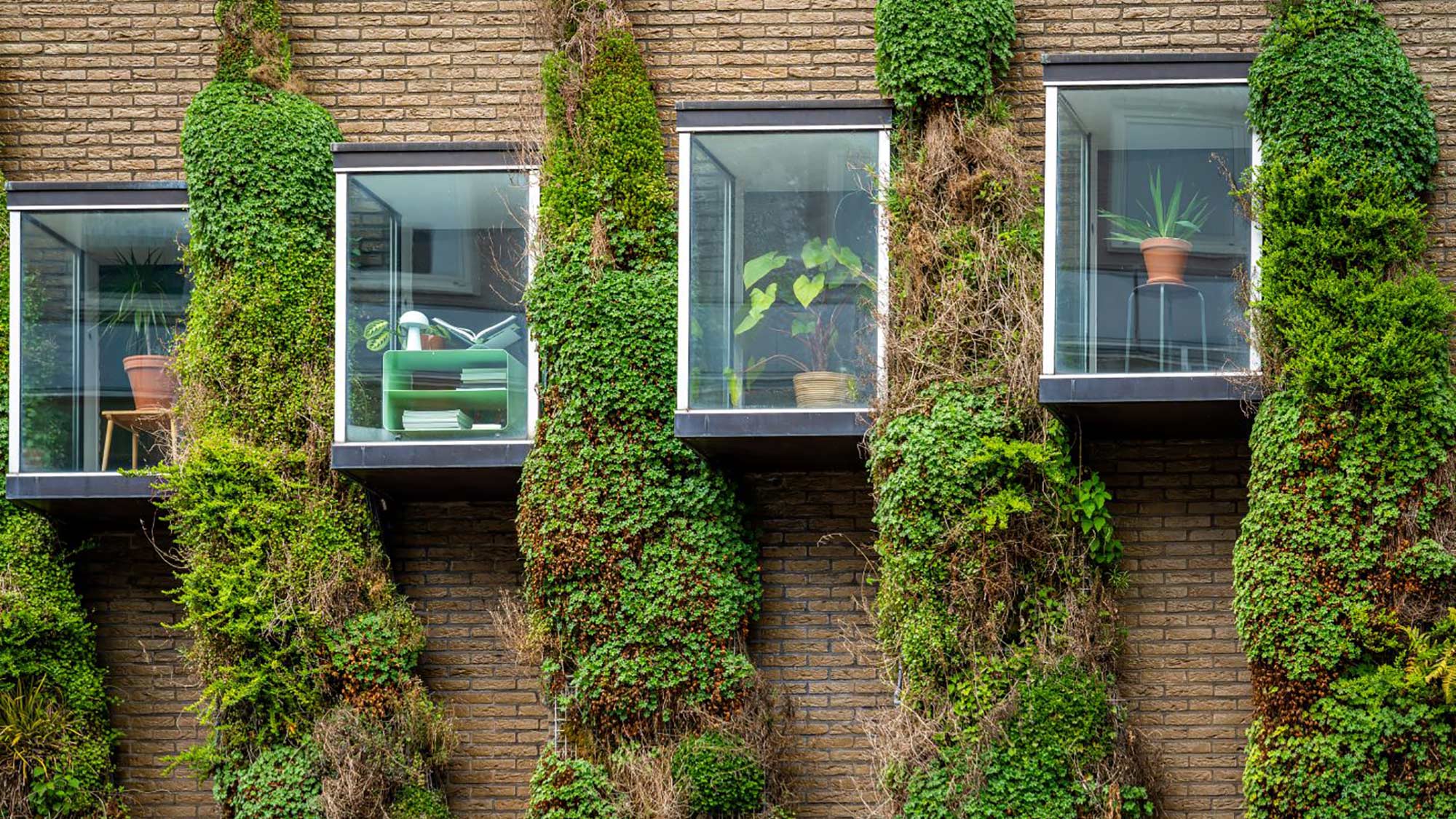 Windows and the wall of modern sustainable building, various climber plants growing on the wall, example of urban green space